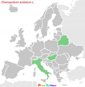 Chenopodium aristatum L.